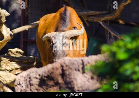 Ein afrikanischer Büffel Wald versteckt hinter ein Protokoll. Syncerus Caffer Nanus ist eine kleinere Vielzahl der Bufallo mit rötlich-braun verstecken, schwere Rande der Haare in den Ohren und kleine Hörner ohne frontal Chefs auseinander gesetzt. Stockfoto