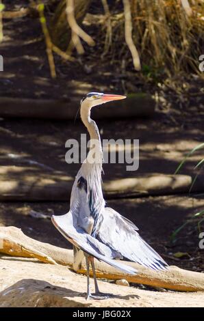 Höhenplan der Steh-Great Blue Heron mit seinen Flügeln zu verbreiten, die Flügelspitzen nach unten senkte und Bauch Federn blies, Sonnen und seine Flügel trocknen. Stockfoto