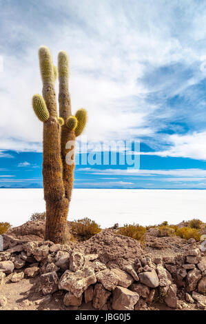 Kaktus in der Isla Incahuasi, Salar Uyuni Salzsee, Bolivien Stockfoto