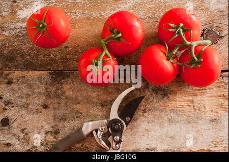 Garten frische reife rote Tomaten gepflückt von der Rebe liegt auf einem alten rustikalen Holztisch mit Gartenscheren oder Gartenschere, Draufsicht Stockfoto