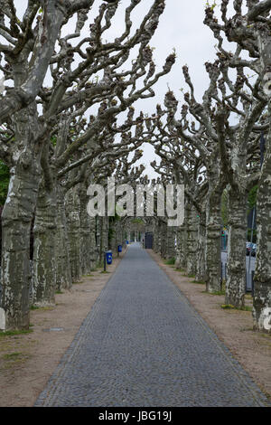 Allee bin Frankfurter Mainufer Stockfoto