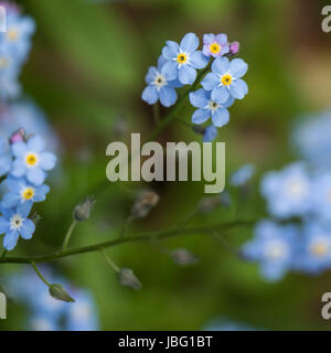 Blaue Blumen Vergissmeinnicht Stockfoto