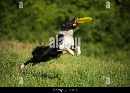 Border-Collie Hund fangen die Frisbee auf der grünen Wiese Stockfoto