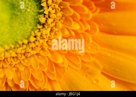 Gelbe Gerbera Blume Closeup mit Wassertropfen auf die Blütenblätter. Makro-Foto Stockfoto