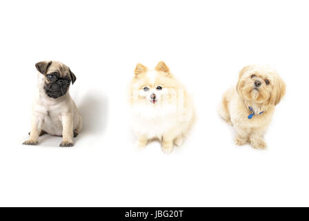 Ein paar folgsame Hunde hintereinander isoliert auf einem weißen Hintergrund. Stockfoto