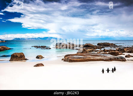 Wild South African Pinguine, Kolonie von Black-footed Pinguine am Boulders Beach in Simons Town, Schönheit der Natur wandern Stockfoto