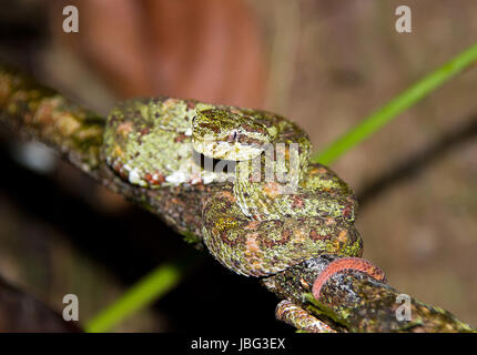 Wimpern-Viper (aka Palm Viper, Wimpern Mountain Viper, gehörnten Palm Viper Schlegels Viper, Wimpern Palm-Grubenotter – Bothriechis Schlegelii) auf einem Ast, Corcovado Nationalpark, Costa Rica Stockfoto