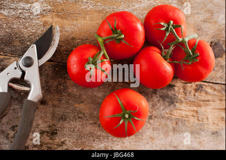 Frisch gepflückt Reife rote Tomaten aus der Rebe auf einem alten rustikalen Garten Holztisch liegend mit ein paar Gartenscheren oder Gartenschere, Draufsicht Stockfoto