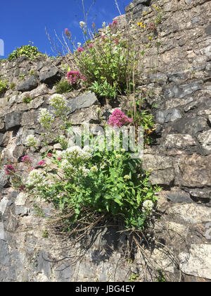 ROTER Baldrian Centranthus Ruber auf Chepstow Stadtmauer. Foto: Tony Gale Stockfoto