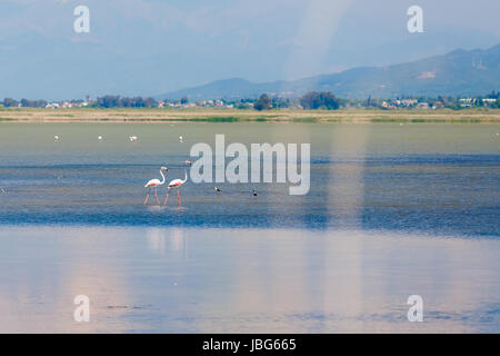 Flamingo Vögel ruhen in Naturschutzgebiet im See Kotichi in der Präfektur Ilia, Griechenland, eines der vielen geschützten Natura-Gebiete, wo der Besucher Stockfoto