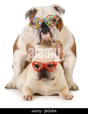 Jugendliebe - französische und englische Bulldoggen mit Frieden und Liebe Brille isoliert auf weißem Hintergrund Stockfoto