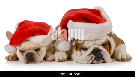 Weihnachts-Hunde - französische und englische Bulldogge Santa Hüte tragen isoliert auf weißem Hintergrund Stockfoto