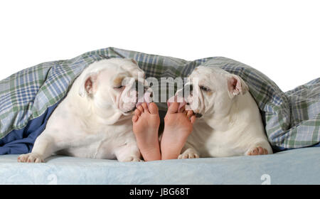 Hund im Bett - zwei englische Bulldogge lecken Zehen des Kindes isoliert auf weißem Hintergrund Stockfoto