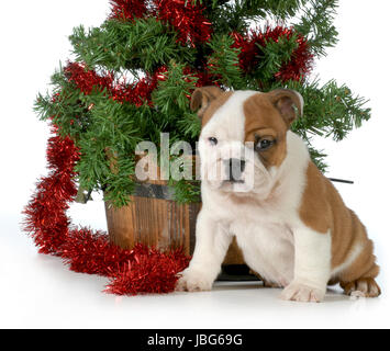 Weihnachten Welpen - englische Bulldogge Welpen sitzen unter einem Weihnachtsbaum isoliert auf weißem Hintergrund Stockfoto