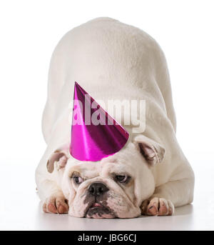 Geburtstag Hund - englische Bulldogge Geburtstag Hut isoliert auf weißem Hintergrund Stockfoto