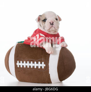 Sport Hund - Bulldogge Welpen in einem Fußballspiel Stockfoto