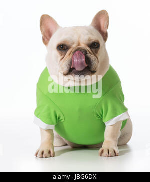 französische Bulldogge leckte die Lippen mit grünen Pullover Stockfoto