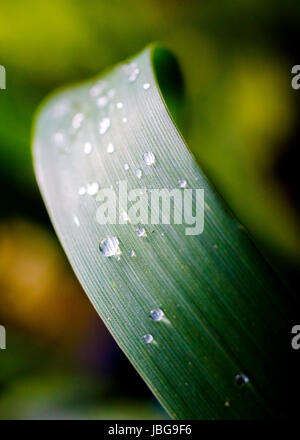 Regentropfen auf dem Rasen verlässt nach starkem Regen Stockfoto