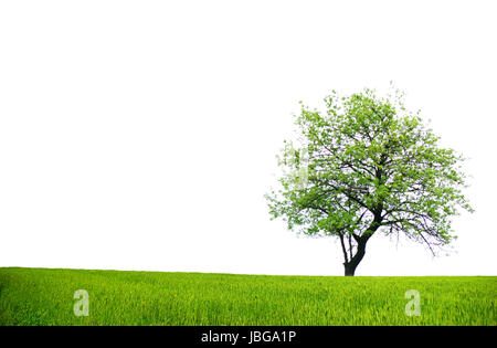 Baum mit grünen Blättern, die isoliert auf weißem Hintergrund Stockfoto