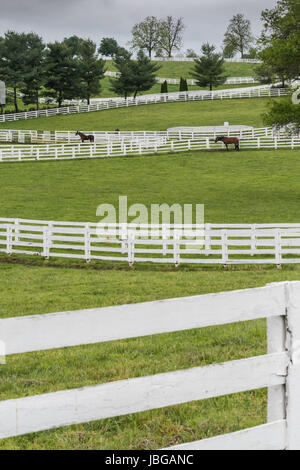 Auf der Suche über weiße Zäune auf Pferdefarm im Sommer Stockfoto