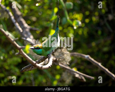 Schöne grüne Vogel im Nationalpark im Bundala, Sri Lanka Stockfoto