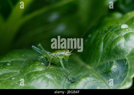 Grüne Cricket oder Heuschrecke stehen noch auf Blatt nach dem Regen Stockfoto