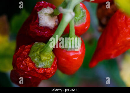 Rote Gewürzpaprika Reife an der Pflanze hängen Stockfoto