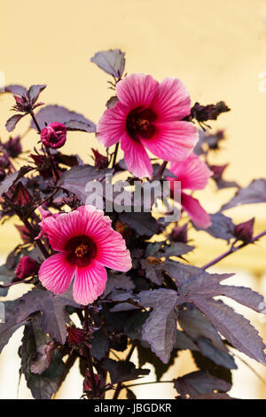 Roselle (Hibiscus Subdariffa) Pflanze in Blüte Stockfoto