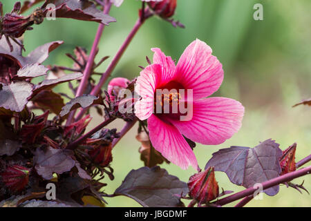 Roselle (Hibiscus Subdariffa) Pflanze in Blüte Stockfoto