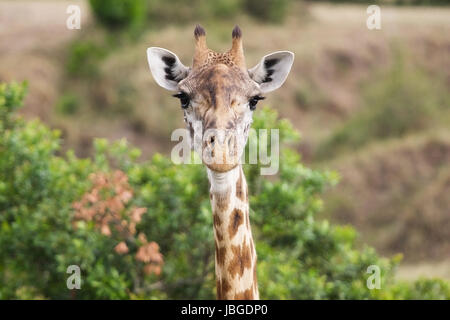 Giraffe Massai Rennen (Giraffa Plancius) Porträt Stockfoto