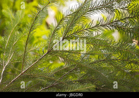 Melaleuca Alternifolia Baum Stockfoto