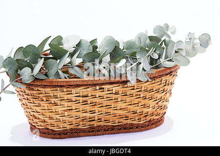 Eukalyptus Perriniana - Silberdollar Stecklinge in einem Korb auf weißem Hintergrund Stockfoto