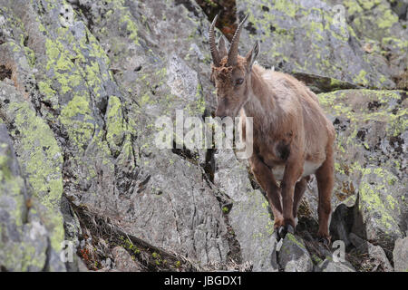 Ibex, Capra Ibex, zu Fuß hoch, gegen die Berghänge mit Flechten und Blumen bedeckt Stockfoto