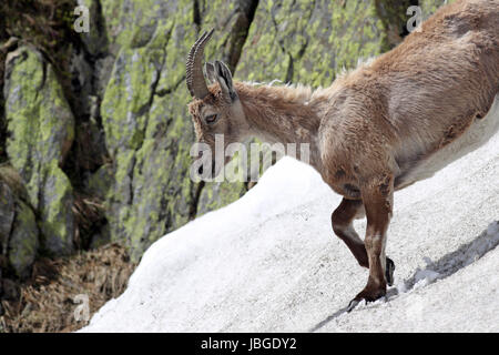 Ibex, Capra Ibex, hinunter einen schneebedeckten Abhang gegen Berghänge mit Flechten bedeckt Stockfoto