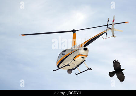 Kleine Turbinen Hubschrauber während des Fluges mit Kamera und FLIR Ausrüstung vor einer alpinen Alpenkrähe, Pyrrhocorax Graculus, mit offenen Flügeln Stockfoto