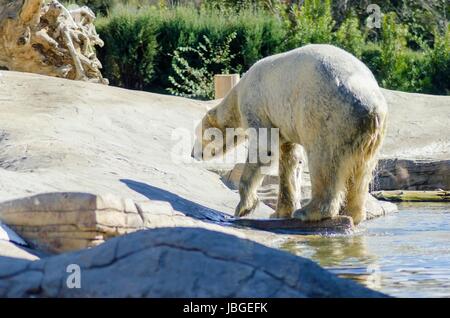 Einen nassen weißen Eisbären gehen, kommen aus dem Wasser zur Ruhe. Es ist eine sehr leistungsstarke und schwere Tier, die eine gefährdete Spezies gerendert wird. Stockfoto