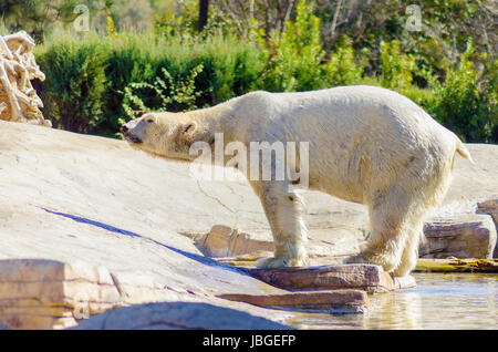 Einen nassen weißen Eisbären kommen aus dem Wasser stehend am Rande slouching ruhen. Es ist eine sehr leistungsstarke und schwere Tier, die eine gefährdete Spezies gerendert wird. Stockfoto