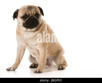 besorgt Hund - Mops mit Sorge Ausdruck auf weißem Hintergrund Stockfoto