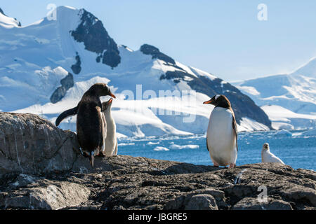 Gentoo Pinguine am Paradies Harbor, Antarktis Stockfoto