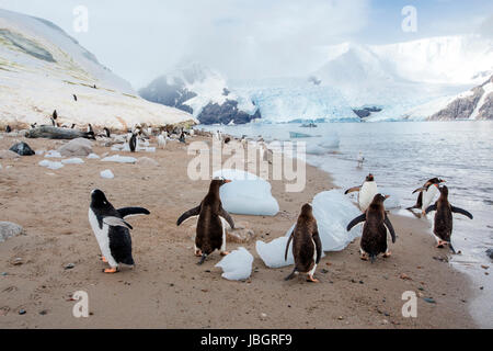 Gentoo-Pinguine in der Antarktis Neko Harbor Stockfoto