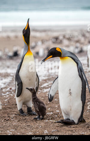 König Pinguin-Familie auf den Falkland-Inseln Stockfoto