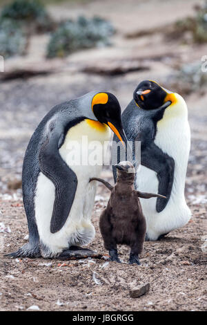 König Pinguin-Familie auf den Falkland-Inseln Stockfoto