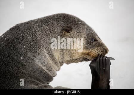 "Der Denker" Seebär in Grytviken, Südgeorgien Stockfoto