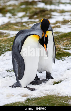 Königspinguine auf Südgeorgien Insel Stockfoto