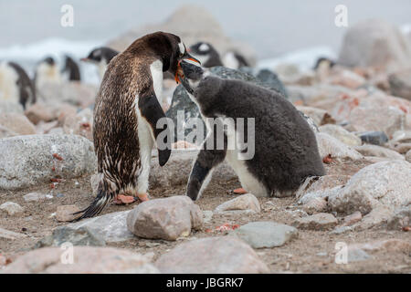 Gentoo Penguin füttern ihre Küken an Dorian Bay, Antarktis Stockfoto