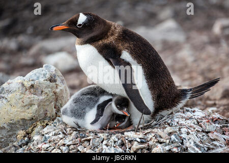 Gentoo Penguin und ihre Küken in Neko Harbor, Antarktis Stockfoto