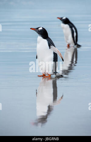 Gentoo Penguin Reflexionen über Saunders Beach, Falkland-Inseln Stockfoto