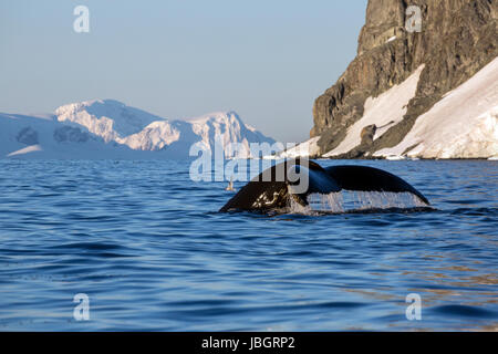 Buckelwal entlang Cuverville Island, Antarktis Stockfoto