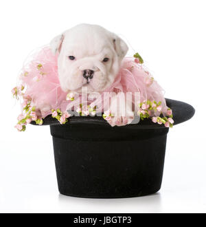 niedlichen Welpen - englische Bulldogge Welpen sitzen in einem schwarzen tophat Stockfoto