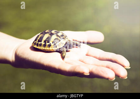 Kleine Schildkröte in der Handfläche der hand Stockfoto